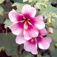 Lavatera maritima - 'Bicolor' (Tree Mallow)