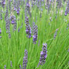 Lavandula intermedia - Grosso - Lavender