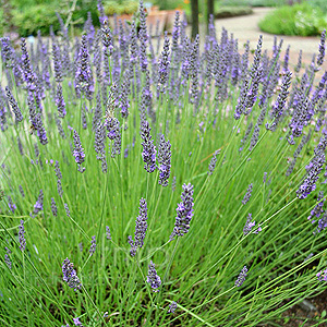 Lavandula intermedia - 'Grosso' (Lavender)