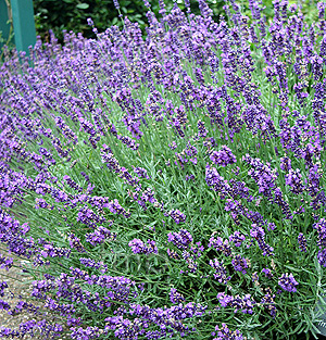 Lavandula angustifolia - 'Imperial Gem' (Lavender)