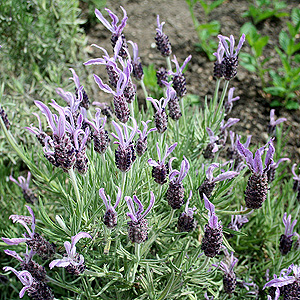 Lavandula stoaechas - 'Marshwood' (French Lavender)
