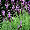 Lavandula pedunculata - Lavender