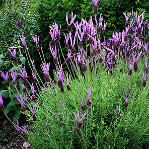 Lavandula pedunculata (Lavender)
