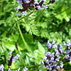 Lavandula canariensis - Lavender