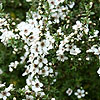 Leptospermum scoparium - Alfred Coates - Tea Tree, Leptospermum