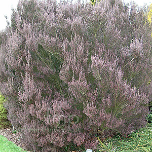 Leptospermum scorparium - 'Chapmanii' (Tea Tree, Leptospermum)