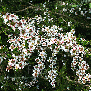 Leptospermum flavescens (Tea Tree, Manuka, Leptospermum)