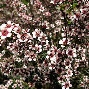 Leptospermum scoparium - 'Kea' (Tea Tree,Manuka,  Leptospermum)