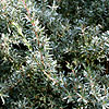 Leptospermum myrtifolium - Silver Sheen - Tea Tree, Leptospermum