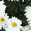 Leucanthemum - T.E.Killin - Shasta Daisy