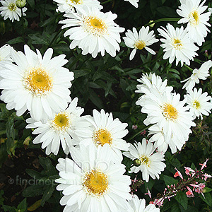 Leucanthemum - 'T.E.Killin' (Shasta Daisy)