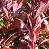 Leucothoe axillaris - Scarletta