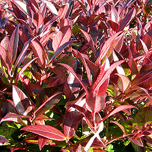 Leucothoe axillaris - 'Scarletta'