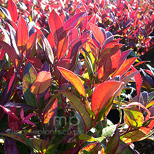 Leucothoe axillaris - 'Scarletta'