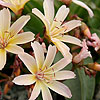 Lewisia - Little Peach - Bitterroot, Lewisia