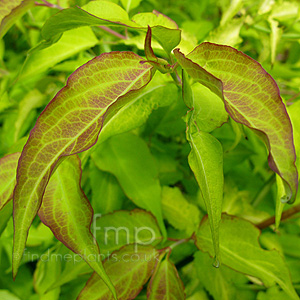 Leycesteria formosa - 'Linda' (Himalayan Honeysuckle)