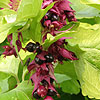 Leycesteria formosa - Golden Lanterns - Leycesteria