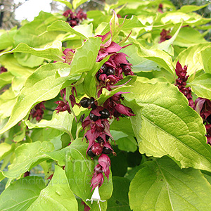 Leycesteria formosa - 'Golden Lanterns' (Leycesteria)