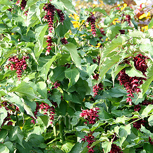 Leycesteria formosa - 'Purple Rain' (Leycesteria, Himalayan Honeysucke)