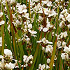 Libertia formosa - Libertia, New Zealand Satin Flower