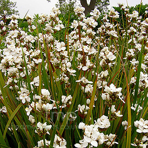 Libertia formosa (Libertia, New Zealand Satin Flower)