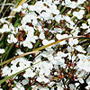 Libertia ixioides - Libertia, New Zealand Satin Flower