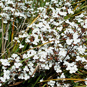 Libertia ixioides (Libertia, New Zealand Satin Flower)