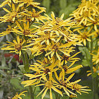 Ligularia - 'Gregynog'