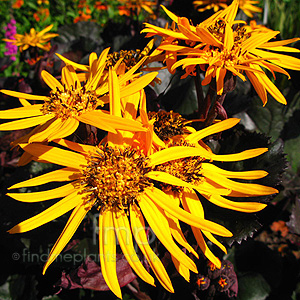 Ligularia - 'Brit Marie Crawford' (Ligularia)