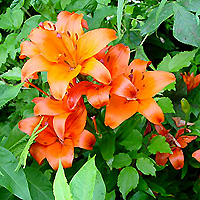 Lilium - 'Orange Asiatic'
