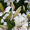 Lilium - Casa Blanca - Lily