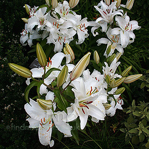 Lilium - 'Casa Blanca' (Lily)