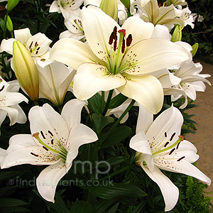 Lilium  - 'Eyeliner' (Lily)