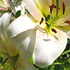 Lilium regale