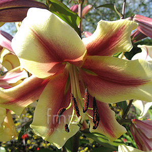 Lilium - 'Touching'