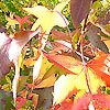 Liquidambar styraciflua - Sweet Gum Tree