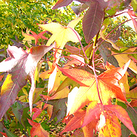 Liquidambar styraciflua (Sweet Gum Tree)