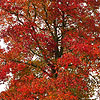 Liquidambar styraciflua - Sweet Gum Tree