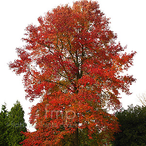 Liquidambar styraciflua (Sweet Gum Tree)