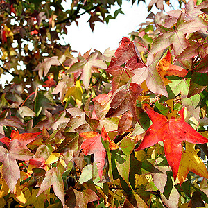 liquidambar styraciflua