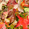 Liquidambar styraciflua - Worplesdon - Sweet Gum, Liquidambar