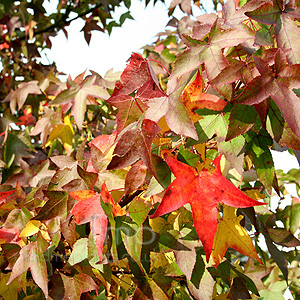 Liquidambar styraciflua - 'Worplesdon' (Sweet Gum, Liquidambar)