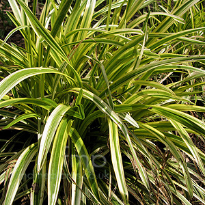 Liriope muscari - 'Gold-Banded' (Lily Turtf,  Muscari)