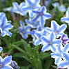 Lithodora diffusa - Star