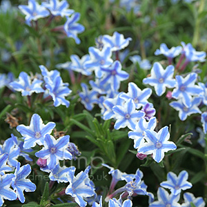 Lithodora diffusa - 'Star'