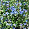 Lithodora diffusa - Heavenly Blue