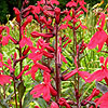 Lobelia cardinalis - Queen Victoria