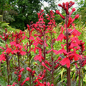 Lobelia cardinalis - 'Queen Victoria'