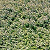 Lonicera nitida