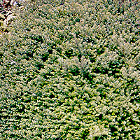 Lonicera nitida